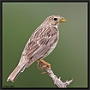 Grauwe Gors, Corn Bunting, Emberiza calandra Location: Andalusië, Spain Grauwe Gors MG 9629 -2kopie kopie